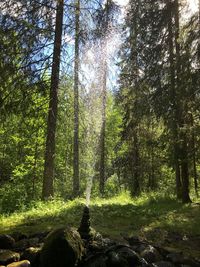 Trees in forest