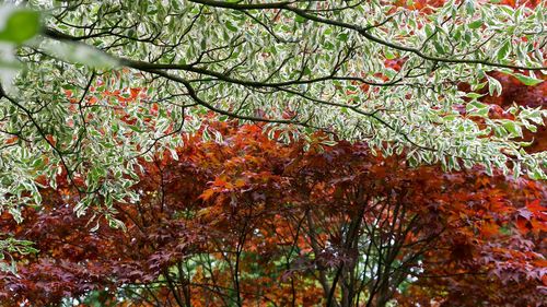 Low angle view of trees