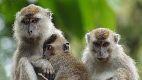 Close-up of sheep sitting outdoors