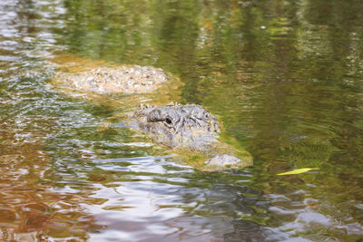 View of duck swimming in lake