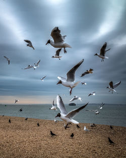 Black-headed gulls and crows flock to southsea beach at dusk in hampshire, england, uk