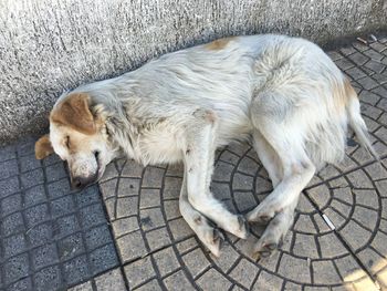 High angle view of dog sleeping on floor