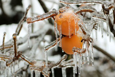 Close-up of frozen orange during winter