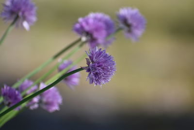 Close-up of purple flowering plant