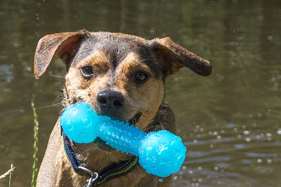 Close-up of wet dog