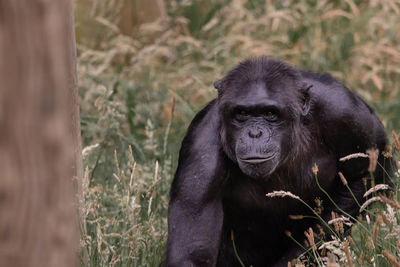 Portrait of a monkey