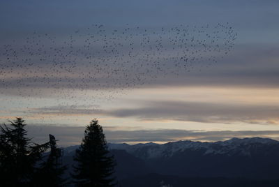 Flock of birds flying in sky