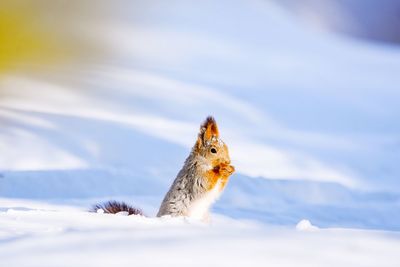 Close-up of squirrel on snow