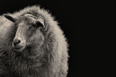 Close-up of sheep against black background