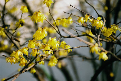 Low angle view of yellow tree