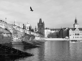 Seagull flying over river with buildings in background