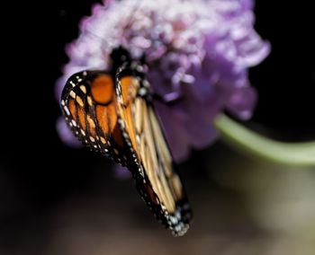 Close-up of butterfly on flower