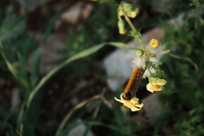 Close-up of honey bee on flower