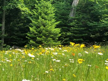 Scenic view of flowering plants on field