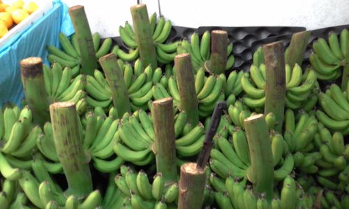 Close-up of fresh green vegetables