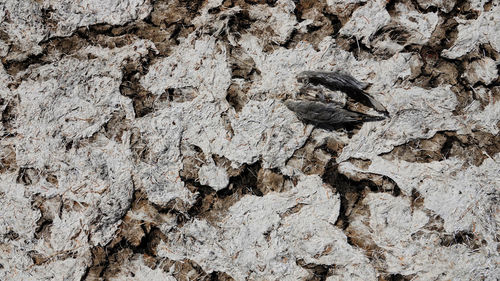 Close-up of a bird