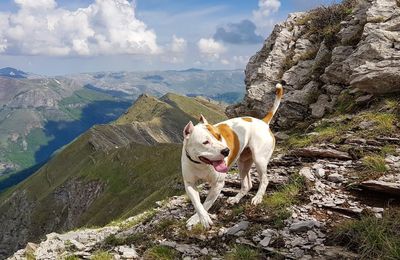 View of dog on rock against sky