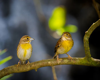 Close-up of birds perching on branch