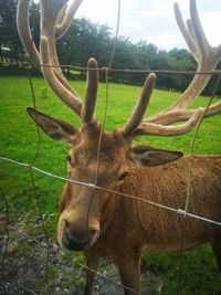 Close-up of deer on field
