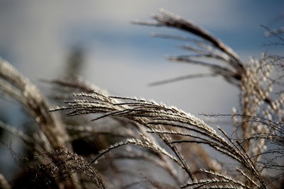 Close-up of reeds growing against sky