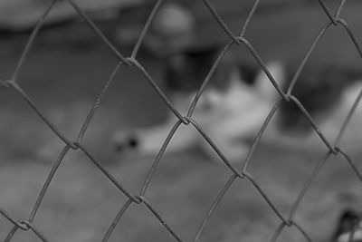View of chainlink fence against blurred background