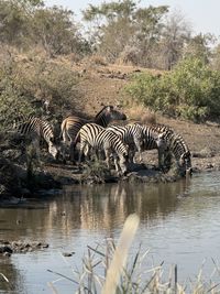 Zebra standing in lake