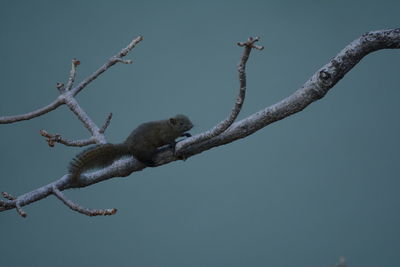 Low angle view of bird perching on tree against clear sky