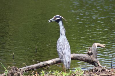 Close-up of duck on lake