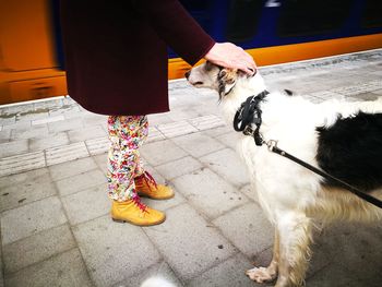 Low section of person with dog on floor