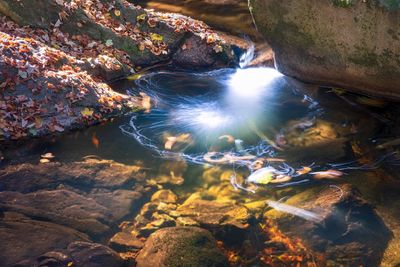 High angle view of waterfall in forest