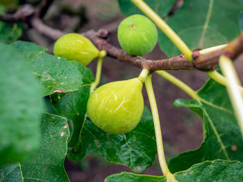 Green fig fruits on the branch of a fig tree.