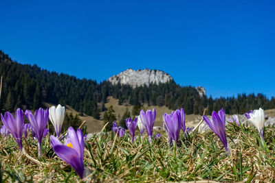 Purple crocus flowers growing on field against blue sky