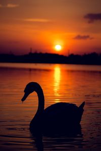 Silhouette of swan swimming in lake during sunset