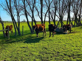 Horses grazing in a field