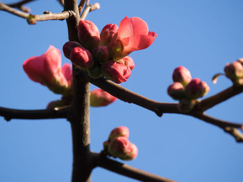 Low angle view of flowers against clear blue sky