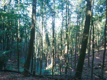 View of trees in forest