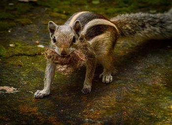 Squirrel collection for home