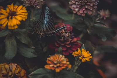 Close-up of butterfly on plant