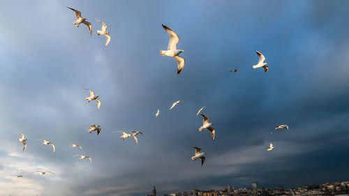 Pigeons flying on the sky before a storm in istanbul, turkey