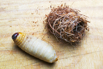 High angle view of eggs in nest on table