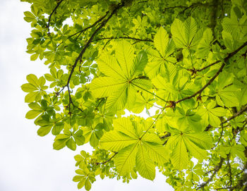 Beautiful green leaves of the chestnut tree from below in spring. 