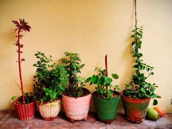 Close-up of potted plant