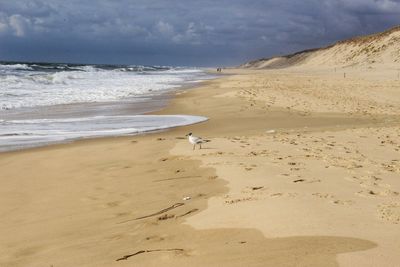 Bird perching on sea shore at beach