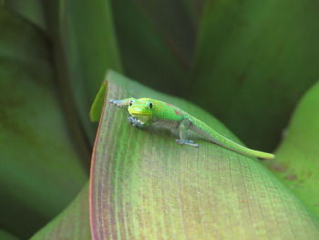 Close-up of green insect on leaf