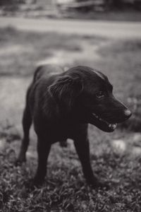 Close-up of dog on field