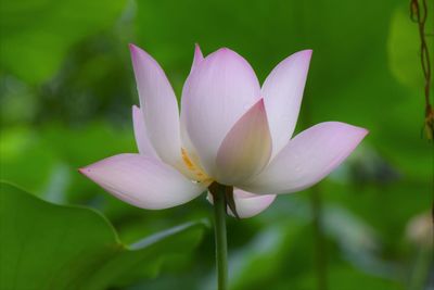 Close-up of pink water lily