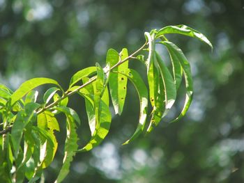 Close-up of green leaves