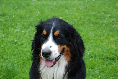 Bernese mountain dog on field