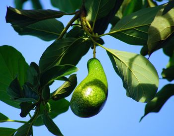 Low angle view of fruits on tree against sky