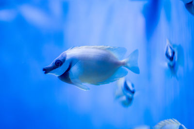 Fish swimming in sea with bluish aura